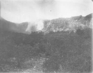 Landschaft : Strauchgewächse an der Baumgrenze in den Bergen