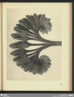 Symphytum officinale