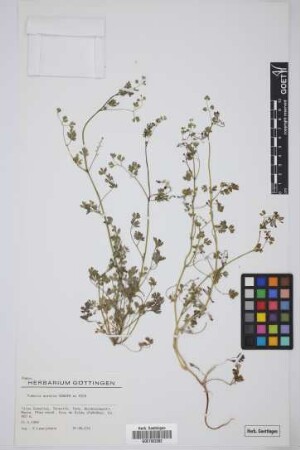 Fumaria muralis muralis Koch