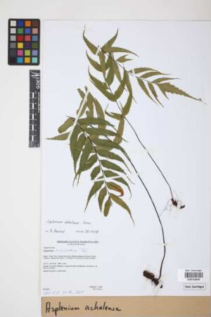 Asplenium achalense Hieron.