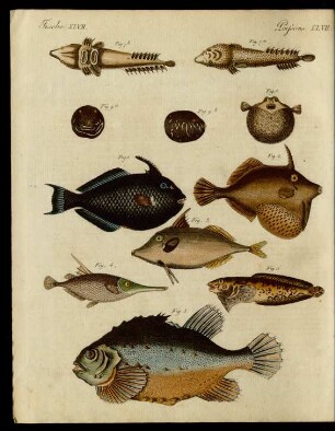 Merkwürdige Fische.