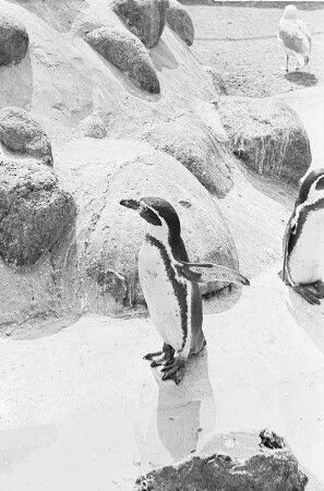 Pinguine im Karlsruher Zoo.