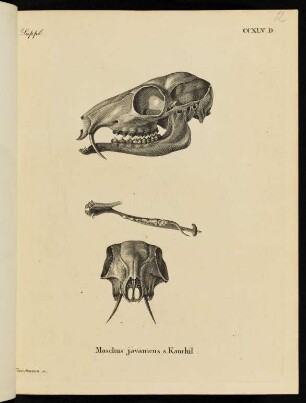 Suppl. CCXLV. D. Moschus javanicus s. Kanchil.
