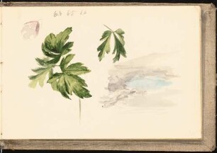 Skizzenbuch mit Aquarellen und Zeichnungen: Studie von Blättern und einer Blüte