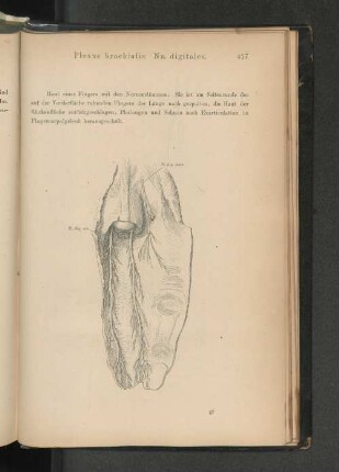 Plexus brachialis. Nn. digitalis.