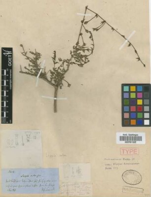 Lippia salsa Griseb.