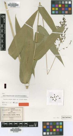 Zeugites latifolia Benth.