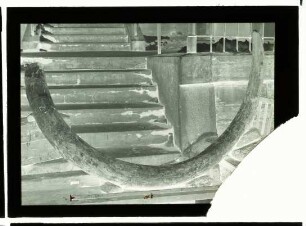 Elephas (Mammuthus) sp.