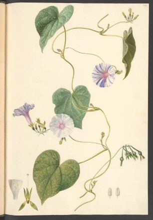 Ipomoea hispida, Blatt 526