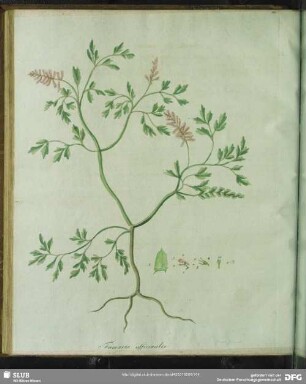 Zu Tabula XVI. Fumaria Officinalis. Gewöhnlicher Erdrauch