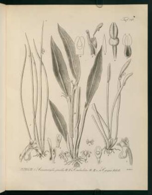 127r-127v, Ceratostylis gracilis...