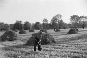 Spreewald um 1940. Heuernte auf den Wiesen. : Błóta wokoło 1940. Synowe žně.