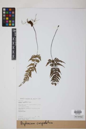 Asplenium cuspidatum Lam.