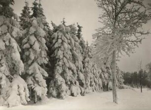 Straße im Winterwald zwischen Altenberg und Rehefeld