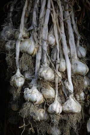 Frankreich. Bretagne. Ille et Vilaine. La Jugandiere. Knoblauch