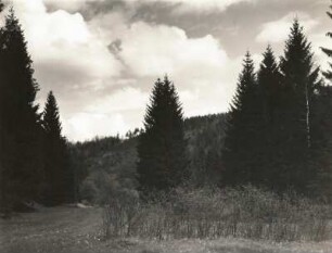 Osterzgebirge. Mordgrund, Naturschutzgebiet Bienhof bei Oelsen