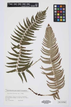 Polystichum falcinellum (Sw.) Presl
