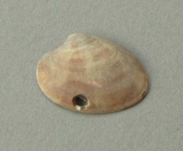 Snail shell as a pendant