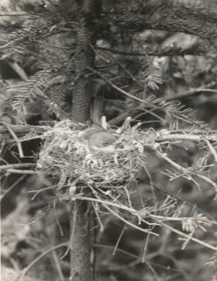 Zaunsgrasmücke (Sylvia curruca L.), brütend