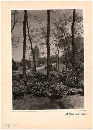Reichsgartenschau 1939 auf dem Killesberg, Stuttgart: Akazienwald