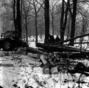 Kurpark: Baumfällaktion: drei Arbeiter beim Zersägen eines gefällten Baumes: hinten links Trecker: vorn Stammstücke: Schnee: Winter