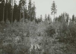 Forstwirtschaft im Erzgebirge. Zöblitz. Natur- und Vorverjüngung auf Fichte, Lärche, Kiefer, Weymuthskiefer und Birke