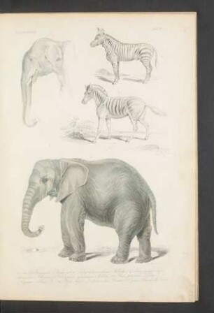 Tafel IV. Kopf des asiat. Elephanten [...]