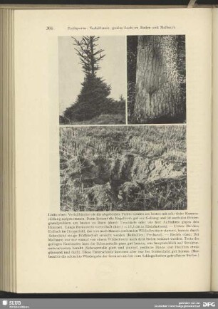 Verbißbaum, großes Loch im Boden und Malbaum