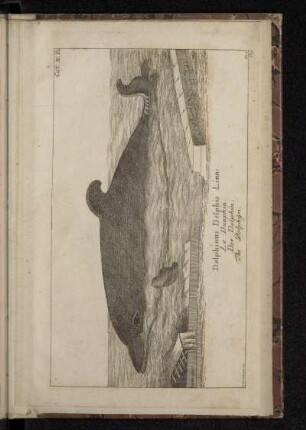 Delphinus Delphis Linn: Le Dauphin. Der Delphin. The Dolphÿn.