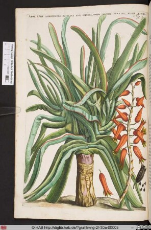 ALOE AFRIC: ARBORESCENS MONTANA NON SPINOSA.