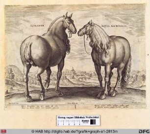 Romanus. Equus matronalis.
