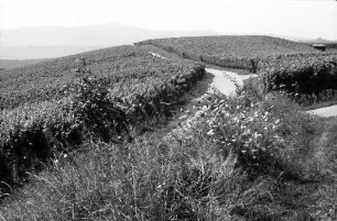 Malterdingen: Weinberge