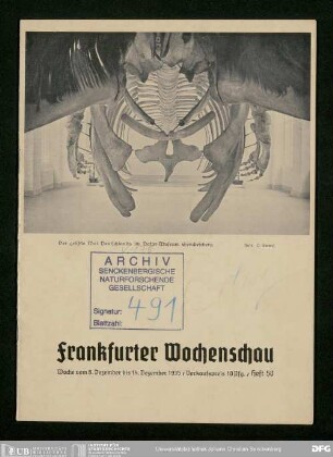 Bericht über die Ausstellung eines Walskeletts im Senckenbergmuseum