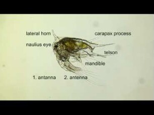 Balanus crenatus, nauplius larva, Helgoland 2011