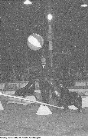 Dresden, Gastspiel des Zirkus Busch, Juni 1956