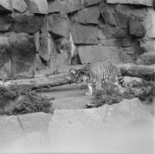 Zootiere. Sibirischer Tiger im Tierpark Berlin-Friedrichsfelde