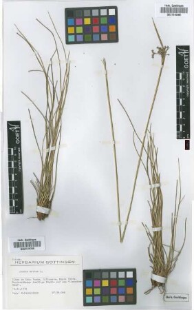Juncus acutus L.