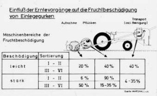 Einfluß der Erntevorgänge auf die Fruchtbeschädigung von Einlegegurken