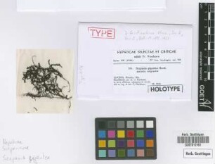 Scapania gigantea Horik. [isotype]