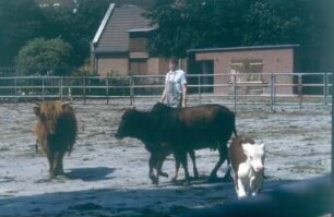 Berlin. Institut für Tierproduktion. Zebu, das wichtigste und Fleisch-, Milch-,Arbeits-und Reittier in Indien und Ostafrika