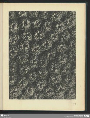 Achillea filipendulina