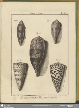Pl. 315. Cone. Conus