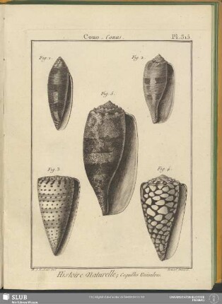 Pl. 315. Cone. Conus