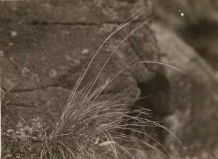 Echtes Federgras (Stipa pennata) unmittelbar vor dem Aufblühen (auf Basalt). Nieda bei Ostritz