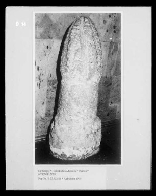 Phallus