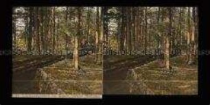 Schützengräben im Walde, Vogesen