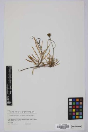 Tolpis succulenta Lowe