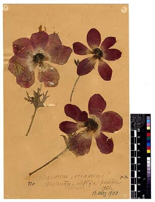 Ranunculaceae Anemone coronaria Post, George E., George E. Post, M.D. D.D.S., LL.D. Late Professor of Natuarl Sciences of the American Universtity of Beirut [Hule (See), Semechonitis, Chet-See, bahr el-chet]