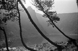 Vogesen: Weißer See, Lac Blanche, Baumgruppe am Weissen See