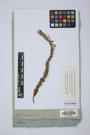 Nivenia spicata Brown
